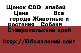 Щенок САО (алабай) › Цена ­ 10 000 - Все города Животные и растения » Собаки   . Ставропольский край